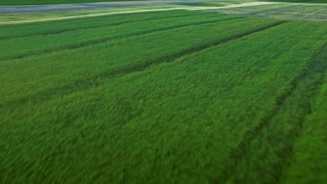Wheat-field-landscape.-Rural-farming.-Beautiful-landscape-harvest-field