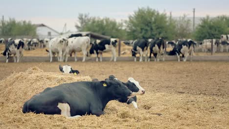 Vacas-Holstein-Criando-En-Una-Granja-Lechera.-Vacas-Lecheras-Pastando-En-Pastos