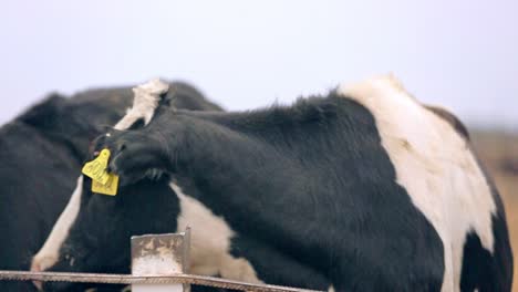 Kopf-Einer-Holsteinischen-Kuh.-Kuhgesicht.-Landwirtschaftliche-Industrie.-Tierhaltung