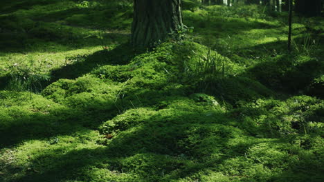 Feld-Mit-Saftigem-Grünem-Gras-Im-Wald.-Hellgrüner,-Grasbedeckter-Boden