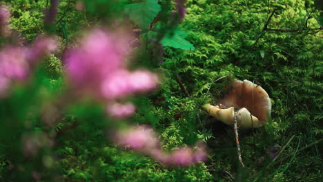 Chanterelle-mushroom-in-bright-green-grass-of-forest.-Wildlife-plants