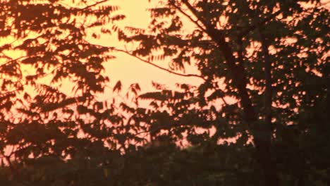 Panoramablick-Hinterlässt-Bäume-Im-Hintergrund,-Abendsonnenuntergang.-Goldener-Sonnenuntergangswald