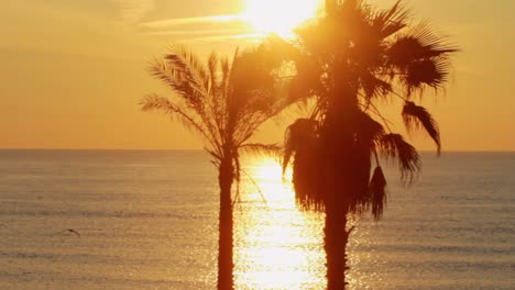 Panoramic-view-palm-trees-on-background-golden-sunset-in-ocean-on-tropical-beach