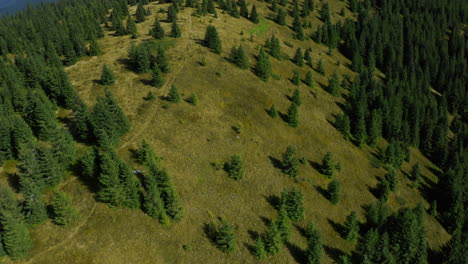 Aerial-peaceful-green-hills-with-amazing-spruce-forest-view-at-warm-summer-day