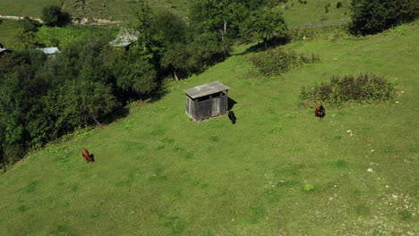Vacas-Aéreas-En-La-Vista-De-Las-Montañas-Comiendo-Hierba-Verde-Fresca-Primavera-Cálido-Día-Rural