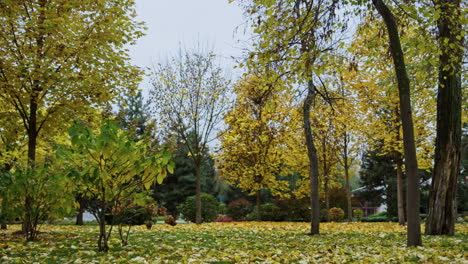 Schöne-Natur-Im-Herbstpark.-Bäume-Mit-Wechselnden-Farben-Blätter-Draußen.