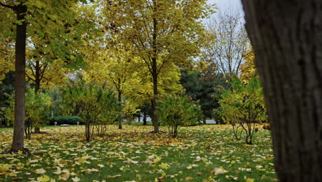 Stimmungsvoller-Herbstpark-Im-Oktober.-Veränderliche-Blattfarben.-Nahaufnahme-Baumstamm