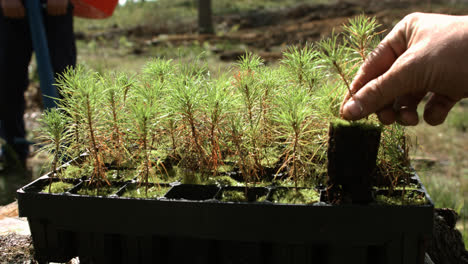 Pflanzen-Von-Kiefernsprossen-In-Offenen-Waldflächen.-Wiederbelebung-Des-Waldes