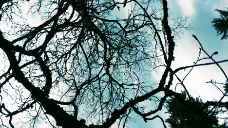 Leafless-dried-branches-on-background-of-blue-sky.-Rotating-blue-sky-in-forest