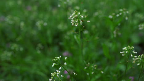 Small-white-flowers-growing-in-green-garden-among-grass.-Cold-weather-in-park.