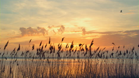 Romantic-sunset-sea-landscape-in-fall.-Reeds-sway-on-wind-in-golden-sun-rays.