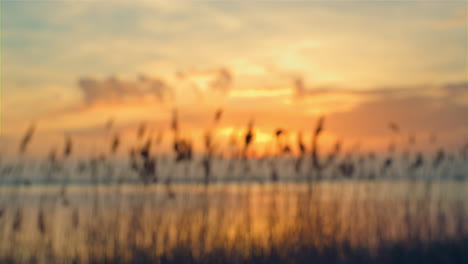 Aerial-view-sunset-sea-beach-horizon.-Reeds-sway-wind-on-romantic-sunrise-nature