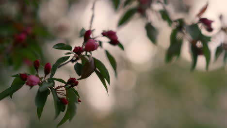Nahaufnahme-Rosafarbener-Baumblumen,-Die-Vor-Dem-Himmel-Blühen.-Ruhiger-Naturhintergrund.