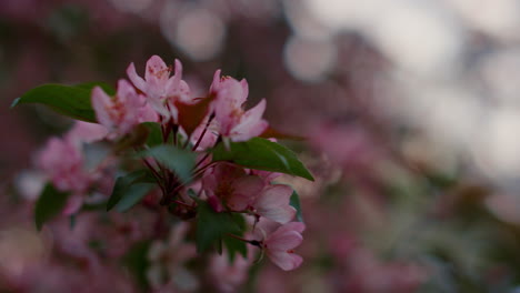 Nahaufnahme-Rosa-Blühender-Baumblumen.-Baum-Blühender-Naturhintergrund