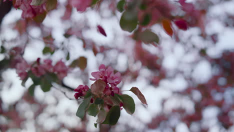 Pink-tree-blossoming-against-sky-in-early-evening.-Meditative-nature-background.