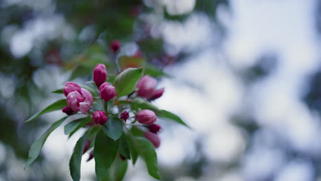 Closeup-pink-tree-flowers-blossoming-against-white-sky.-Warm-evening-in-park.
