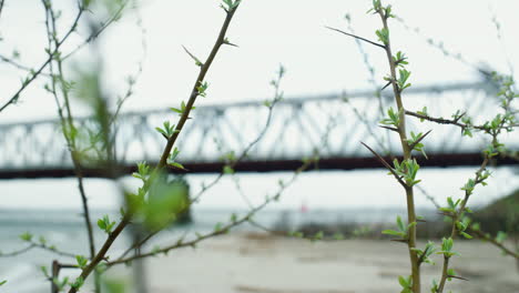 Baumzweig-Wachsende-Stadtlandschaft.-Frühlingspflanzenbuschblüte-In-Der-Nähe-Der-Flussbrücke