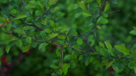 Tree-branches-blossoming-among-green-leafs-with-small-red-flowers-in-background.