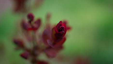 Red-leafs-blossoming-against-fresh-green-grass-in-warm-spring-garden-in-closeup.