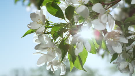 Apfelbaumblüten-Blühen-Vor-Blauem,-Sonnigem-Himmel.-Friedliche-Blumenansicht