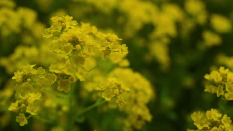 Schöne-Gelbe-Blumen-Blühen-Im-Feld.-Meditativer-Natürlicher-Hintergrund.