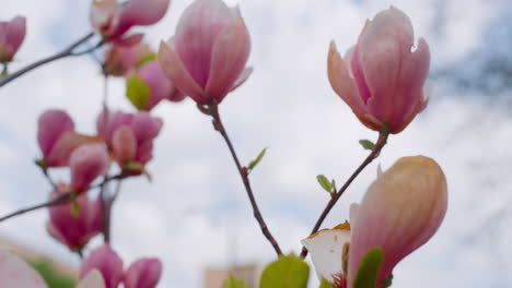 Leuchtend-Rosa-Blumen-Blühen-Am-Morgen-Vor-Blauem-Bewölktem-Himmel.-Naturhintergrund