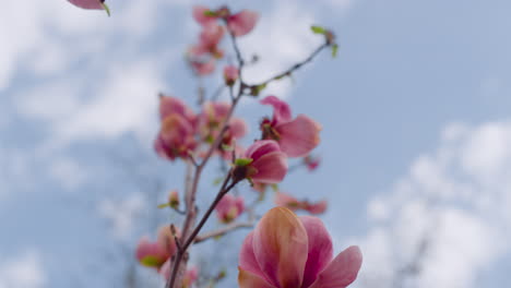 Nahaufnahme-Rosafarbener-Blumen,-Die-Vor-Blauen-Himmelswolken-Blühen.-Kleine-Rosa-Blüten