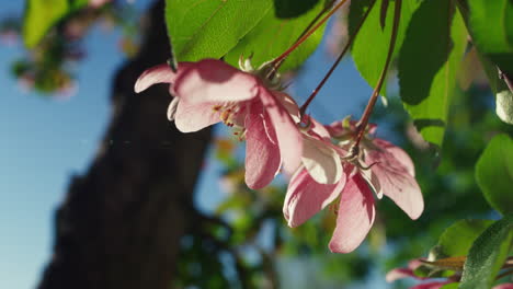 Pink-sakura-petals-in-closeup-against-cloudless-sky.-Tree-flowers-blossoming.