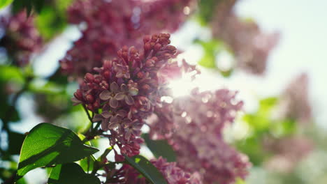 Hermoso-Sakura-Floreciendo-Bajo-La-Luz-Del-Sol.-Flores-De-árboles-Meditativos-Contra-El-Cielo.