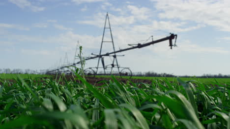 Agriculture-greens-swaying-wind-growing-near-irrigation-system-on-sunny-day-farm