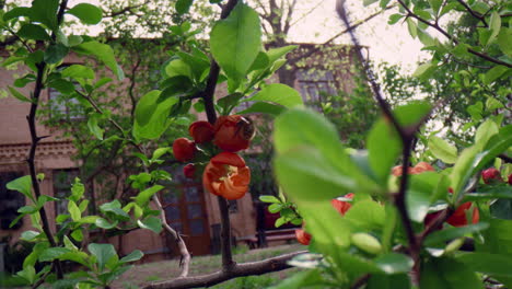 Flores-De-árboles-Rojos-Que-Florecen-En-El-Parque-Con-Abejorros.-Escena-Floral-Meditativa.