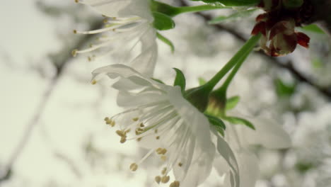 Nahaufnahme-Weißer-Baumblumen,-Die-Unter-Bewölktem-Himmel-Blühen.-Makro-Kirschbaumblüte