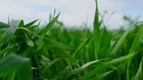 Green-crop-grass-blowing-swaying-on-wind-in-nature-agrictulture-field-background