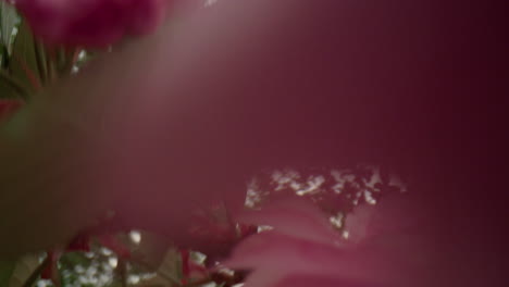Blick-Auf-Die-Blüte-Rosafarbener-Baumblüten-In-Nahaufnahme-Vor-Weißem-Bewölktem-Himmel.