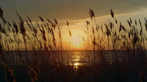 Beautiful-sunset-beach-horizon-in-fall-nature.-Reeds-blowing-on-wind-in-dusk.