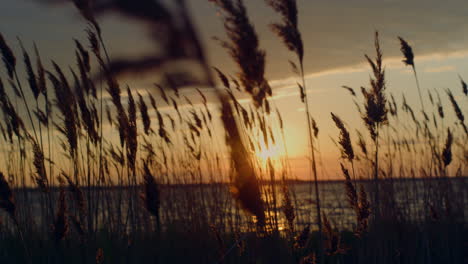 Strandgras-Wächst-Am-Sonnenuntergangsstrand-Im-Wunderschönen-Dämmerungsnaturhorizonthintergrund.