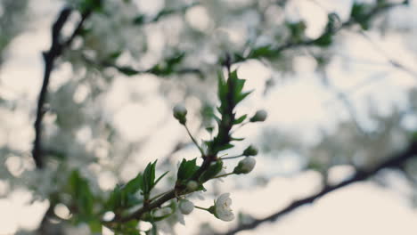 Weiße-Blumen-Blühen-In-Der-Frühlingsnatur.-Kirschbaumzweigblüten-Zusammenfassungsaufnahme.