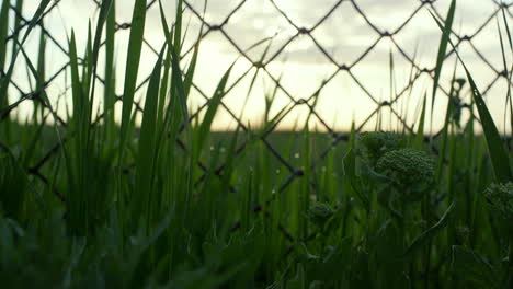 Fresh-morning-grass-dew-in-calm-meadow.-Beautiful-sunrise-in-vibrant-green-field