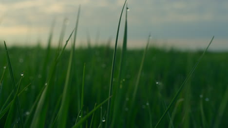 Water-grass-green-sunrise-growing-in-fresh-lawn-field.-Calm-meadow-in-nature.