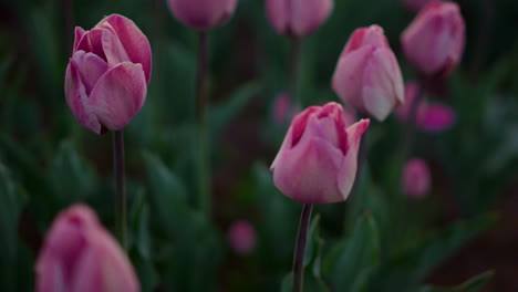 Closeup-many-pink-flowers-outdoors.-Tulip-buds-on-emerald-leaves-background.