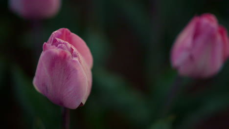 Macro-shot-of-pink-tulip-outdoors.-Closeup-beautiful-flower-on-green-background.