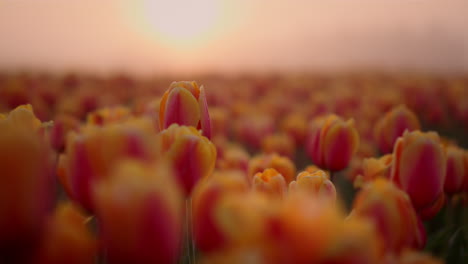 Wunderschönes-Rosa-Tulpenfeld-Im-Morgennebel.-Sonnenaufgang-Im-Erstaunlichen-Blumengarten.
