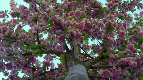 Las-Flores-De-Los-árboles-Rosados-Se-Ven-Desde-Abajo-Contra-El-Cielo-Despejado.-Increíbles-Pétalos-De-Sakura.