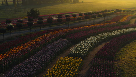 Colorful-scene-of-countryside-in-evening-lights.-Flower-garden-with-morning-mist