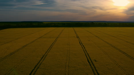 Luftaufnahme-Eines-Weizenfeldes-Mit-Straßenlinien-Am-Himmel-Bei-Sonnenuntergang.-Drohne-Gelbes-Rapsfeld