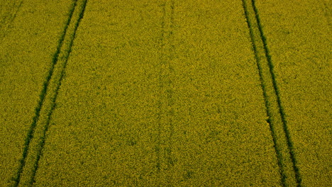 Drone-shot-yellow-rapeseed-field-blooming-flower-with-road-line.-Rape-plantation