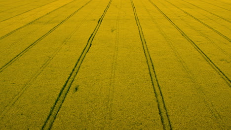 Draufsicht-Gelbes-Rapsfeld-Mit-Straßenlinien.-Plantagenrapsfeldblüte