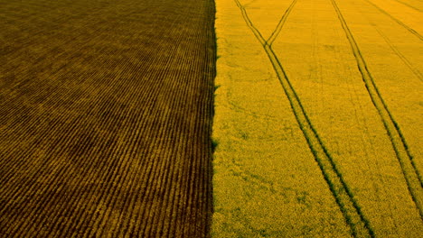 Vista-Superior-Campo-De-Trigo-Marrón-Y-Campo-De-Colza-Amarillo.-Dos-Campos-De-Cereales