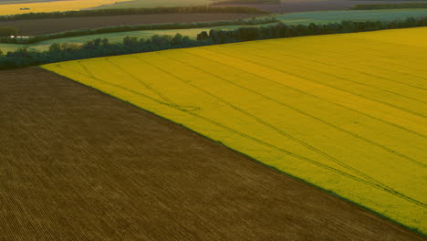 Campos-De-Color-De-Contraste-De-Vista-De-Drones.-Vista-Aérea-Campos-Amarillos-Campo-De-Trigo-Marrón