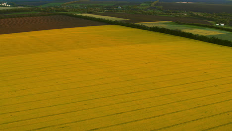 Vista-Aérea-Del-Campo-De-Trigo-En-El-Campo.-Vista-Panorámica-Campo-De-Colza-Amarillo